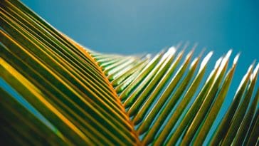 Palm leaves against blue sky